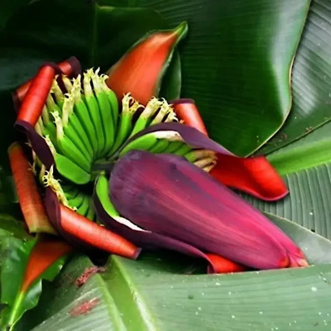 5 Red Tiger Banana Seeds – Musa sikkimensis ‘Darjeeling’