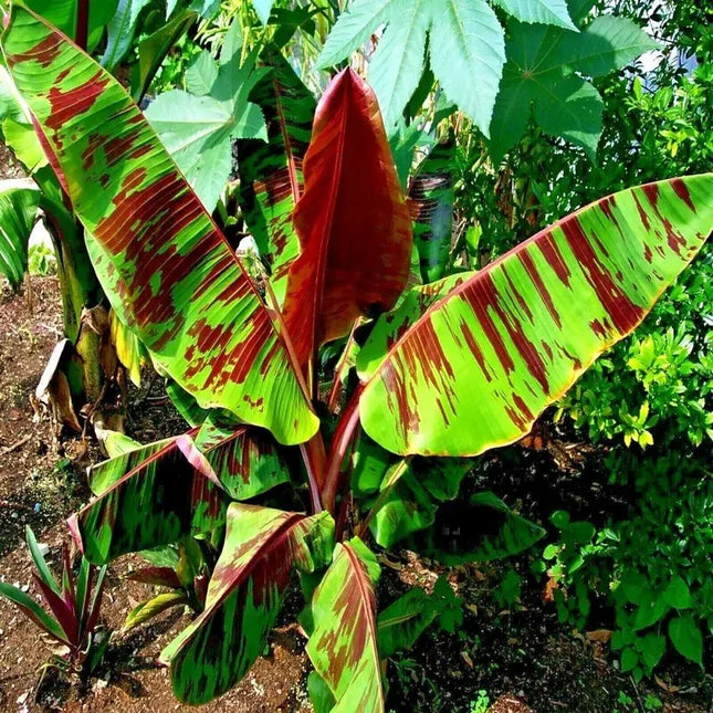 5 Red Tiger Banana Seeds – Musa sikkimensis ‘Darjeeling’