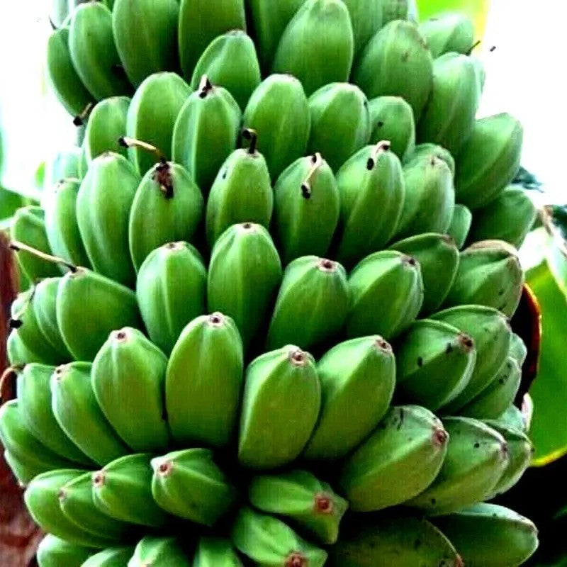 5 Red Tiger Banana Seeds – Musa sikkimensis ‘Darjeeling’