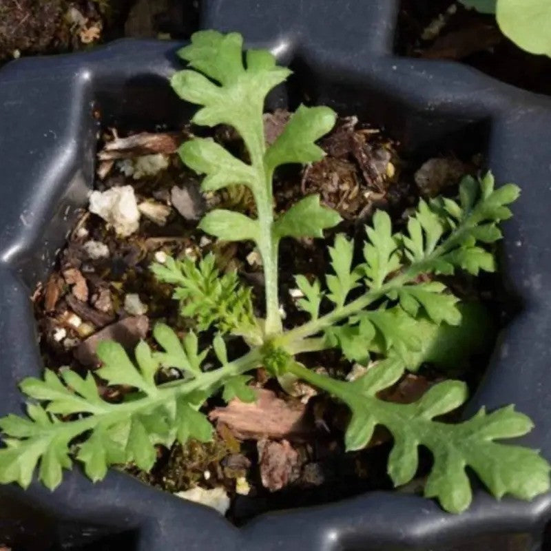 Small green plant in a dark pot with soil