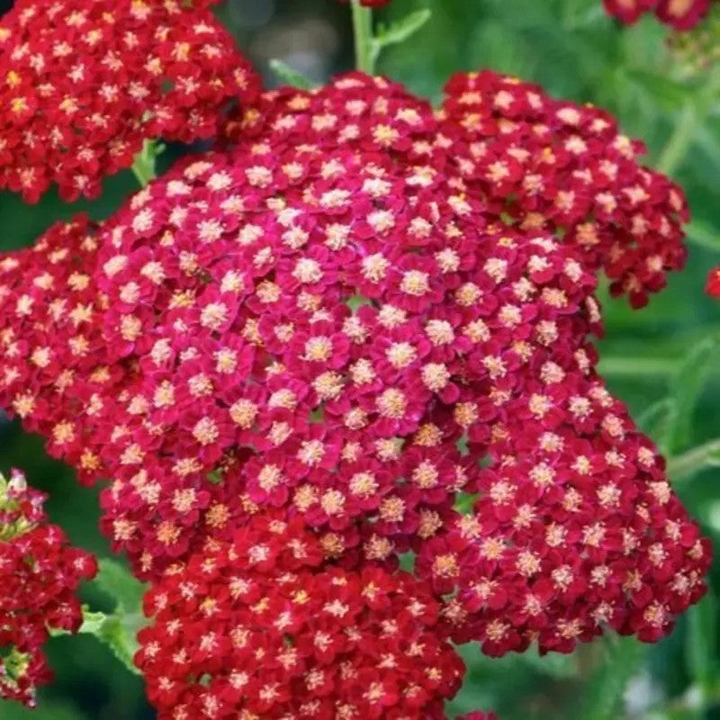 Close-up of red flowers with yellow centers on a green background