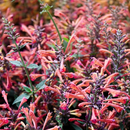 Red Agastache ‘Heather Queen’ with abundant coral-red tubular flowers, purple-tinted buds, and green foliage in full bloom. Seed World