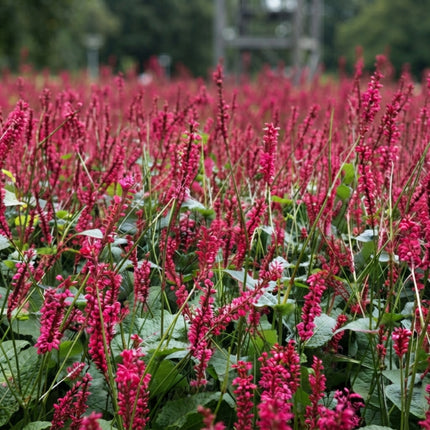 30 Red Agastache Heather Queen Seeds – Hummingbird Mint | Pollinator Flower