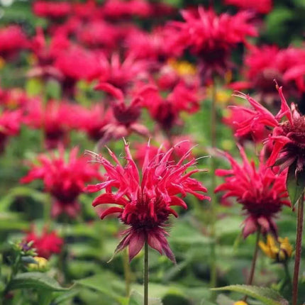 Close-up of vibrant red flowers with a blurred background