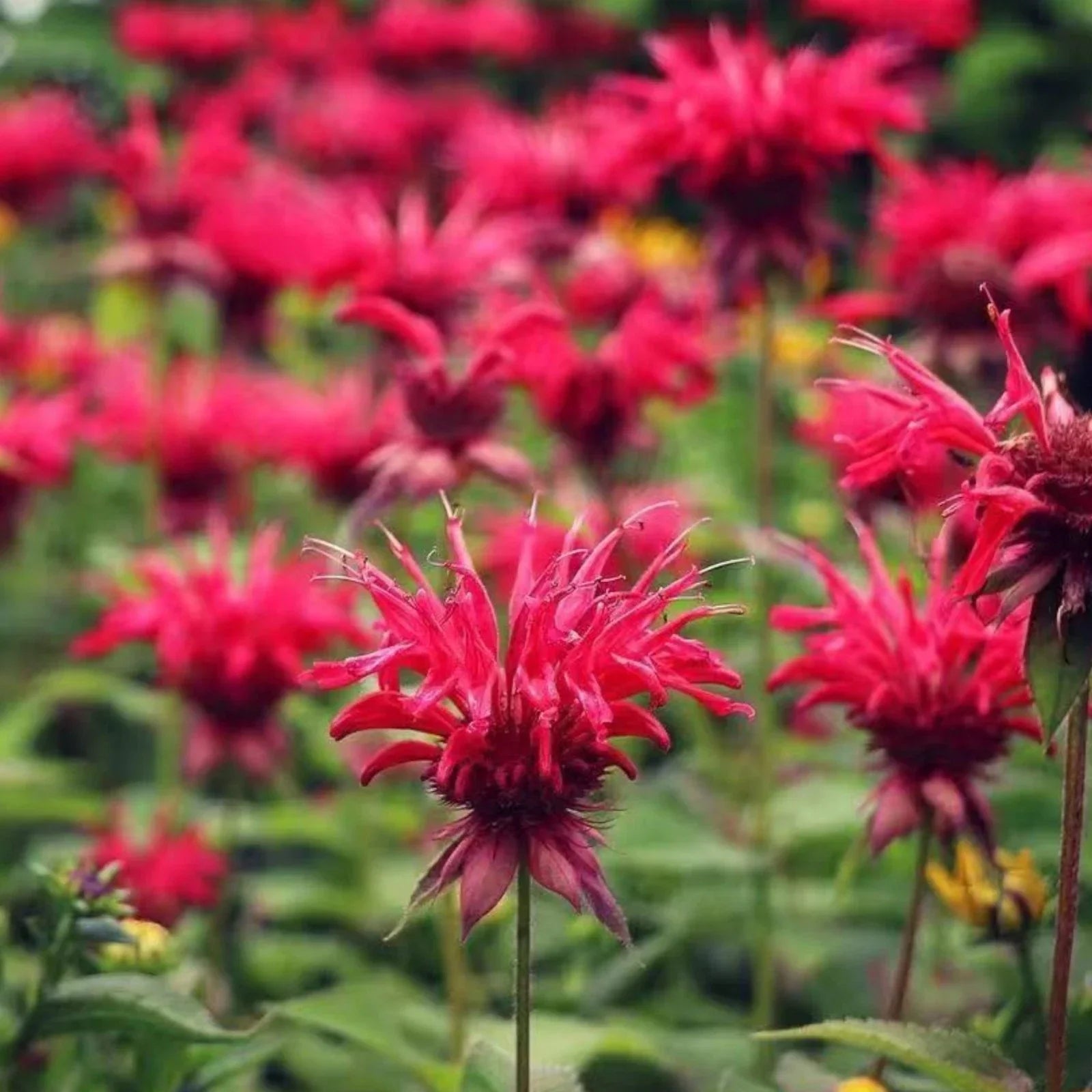 Close-up of vibrant red flowers with a blurred background