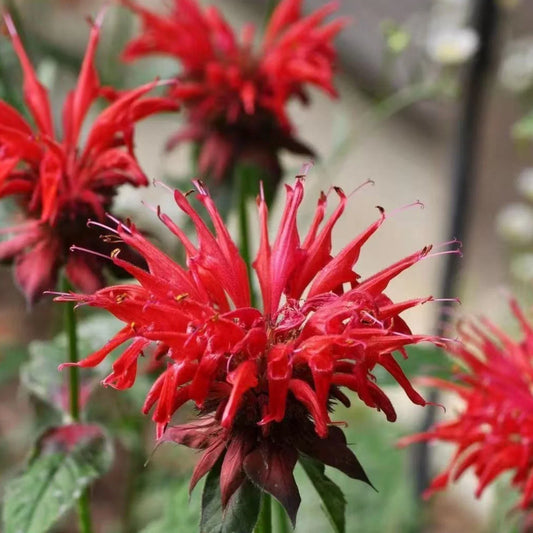 Close-up of vibrant red flowers with a blurred natural background