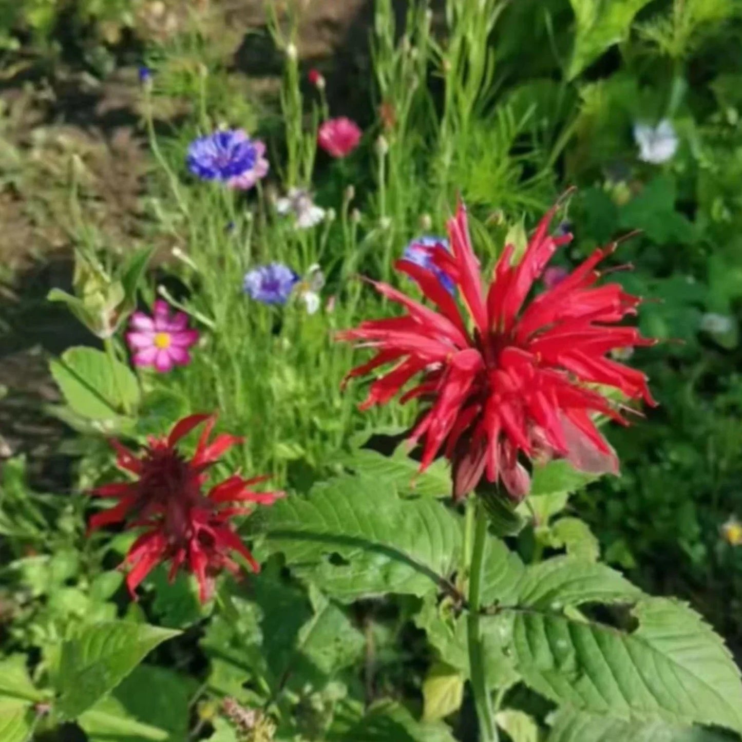 Red bee balm flower with green leaves and other colorful flowers in the background