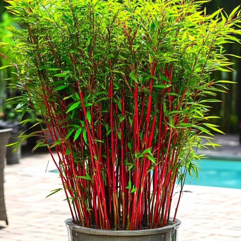 50 Red Dragon Clumping Bamboo Seeds – Seed World
