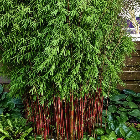 Red bamboo plants with red stems in a garden setting