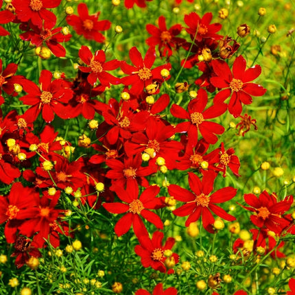 Red Dwarf Plains Coreopsis Seeds – Vibrant Red Wildflowers with Golden Centers for Garden Borders, Pollinator Gardens and Colorful Flower Beds. Seed World