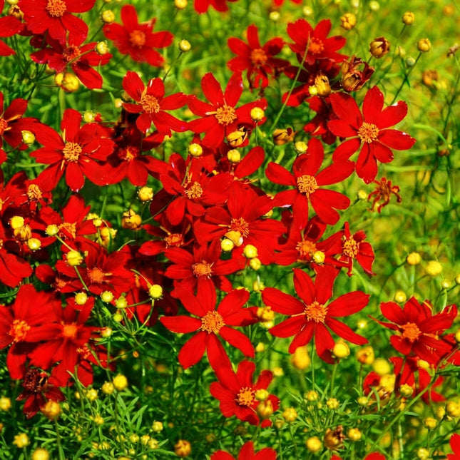 Red Dwarf Plains Coreopsis Seeds – Vibrant Red Wildflowers with Golden Centers for Garden Borders, Pollinator Gardens and Colorful Flower Beds. Seed World