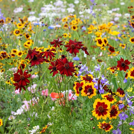 1000 Red Dwarf Plains Coreopsis Seeds – Coreopsis Tinctoria Flower