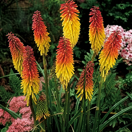 50 Red Hot Poker Flower Seeds | Kniphofia uvaria | Perennial Blooms