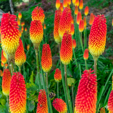 Bright red and yellow Red Hot Poker flowers in full bloom, creating a vibrant garden display, perfect for attracting pollinators and adding color to outdoor landscapes. Seed World