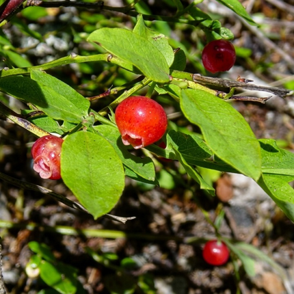 Close-up of ripe Red Huckleberry fruits on green leafy branches, bright red berries ready for harvesting, outdoor garden setting, natural sunlight.