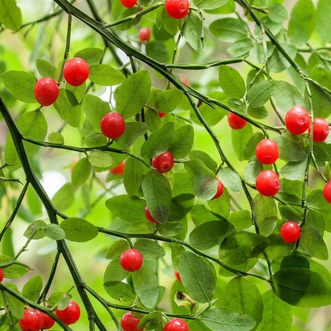 Cluster of Red Huckleberry fruits hanging from healthy green stems, vibrant red berries with smooth skin, perfect for gardens or landscaping.  Seed World