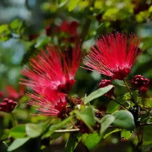 10 Red Mimosa Tree Seeds