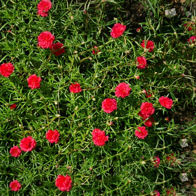100 Red Moss Rose Seeds (Portulaca Grandiflora)