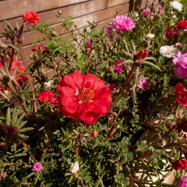 Red Moss Rose Seeds – Portulaca grandiflora with Vibrant Red Double Blooms, Drought-Tolerant Flower for Rock Gardens, Borders and Containers. Seed World