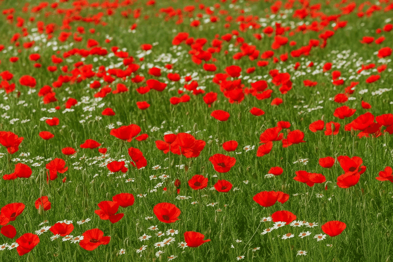 Red Poppy Flower
