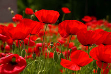 Red Poppy Flower seeds