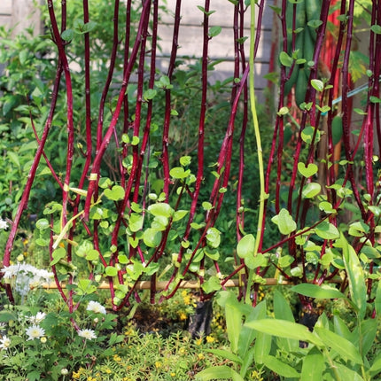 150 Red Stem Malabar Spinach Seeds – Basella Rubra | Tropical Climbing Leafy Green
