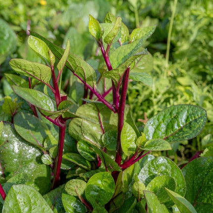 150 Red Stem Malabar Spinach Seeds – Basella Rubra | Tropical Climbing Leafy Green