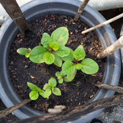 150 Red Stem Malabar Spinach Seeds – Basella Rubra | Tropical Climbing Leafy Green