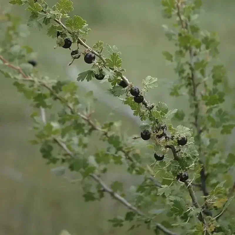 Branch with black berries and green leaves against a blurred natural background