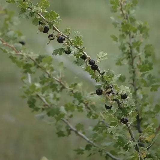 Branch with black berries and green leaves against a blurred natural background