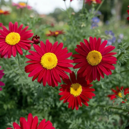 Robinson's Red Painted Daisy (Tanacetum coccineum) with vivid crimson blooms and golden centers, perfect for pollinator gardens, cottage landscapes, borders, and cut flowers. Seed World