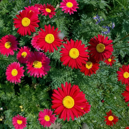 Robinson's Red Painted Daisy (Tanacetum coccineum) with vibrant scarlet blooms and golden centers, ideal for pollinator gardens, cottage borders, cut flowers, and perennial landscapes. Seed World