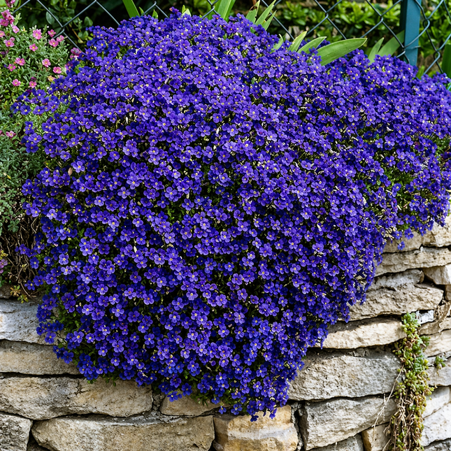 50 Rock Cress Seeds Cascading Blue - Heirloom Perennial Groundcover