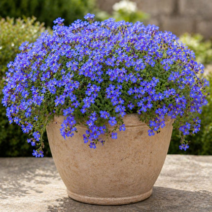 50 Rock Cress Seeds Cascading Blue - Heirloom Perennial Groundcover