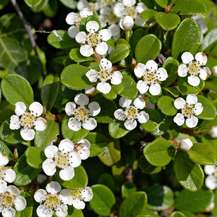 20 Rockspray Cotoneaster Seeds – Cotoneaster Horizontalis | Hardy Ground Cover Shrub