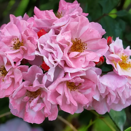 50 Dog Rose Seeds (Rosa canina) | Brier Rose Rosehip Climbing Shrub