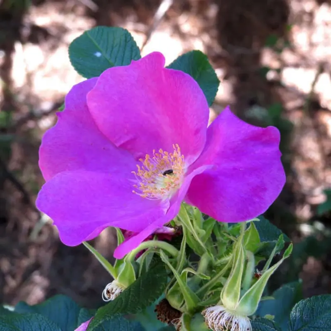 50 Dog Rose Seeds (Rosa canina) | Brier Rose Rosehip Climbing Shrub