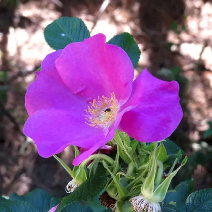 50 Dog Rose Seeds – Rosa Canina | Wild Brier Rosehip Climbing Shrub