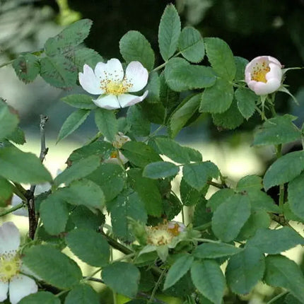 50 Dog Rose Seeds – Rosa Canina | Wild Brier Rosehip Climbing Shrub