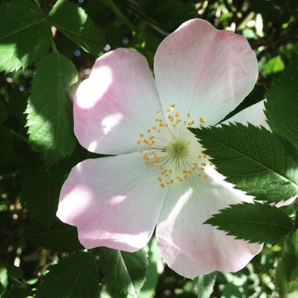 50 Dog Rose Seeds (Rosa canina) | Brier Rose Rosehip Climbing Shrub