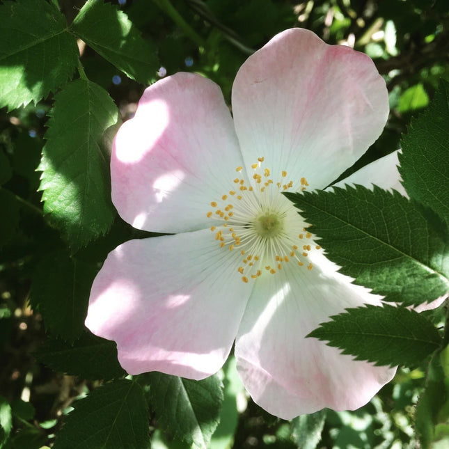 50 Dog Rose Seeds (Rosa canina) | Brier Rose Rosehip Climbing Shrub