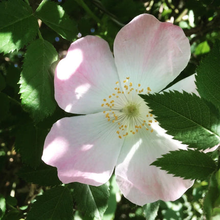 Rosa Canina wild rose flower with delicate pale pink petals and golden stamens, a beautiful flowering shrub ideal for natural gardens, hedges, and pollinator-friendly landscapes. Seed World