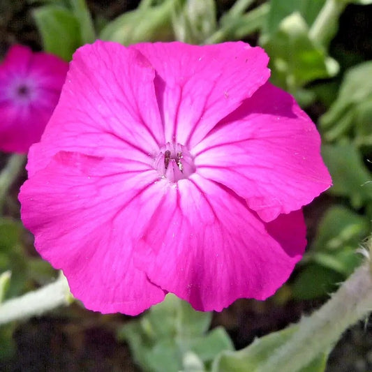 Single Rose Campion flower – bright pink petals with white center detail on a fuzzy green background