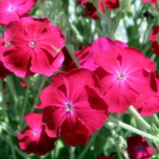 Vibrant magenta Rose Campion flowers in full bloom with detailed petal texture and fuzzy stems.v