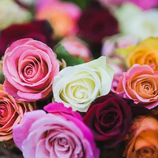 Close-up of colorful roses with a blurred background