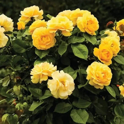 Bouquet of yellow flowers with green leaves