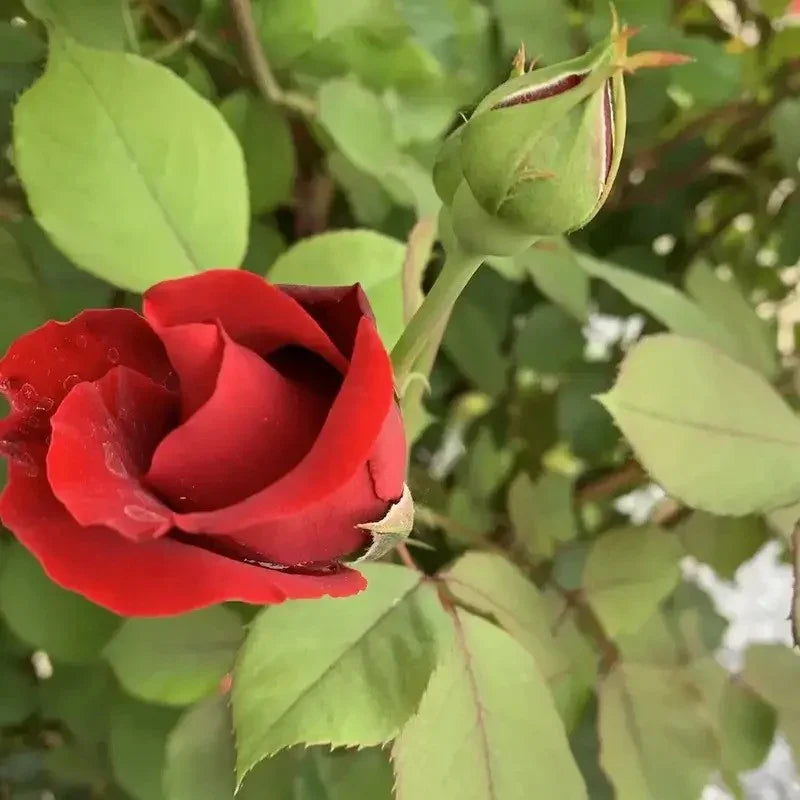 Red rosebud surrounded by green leaves