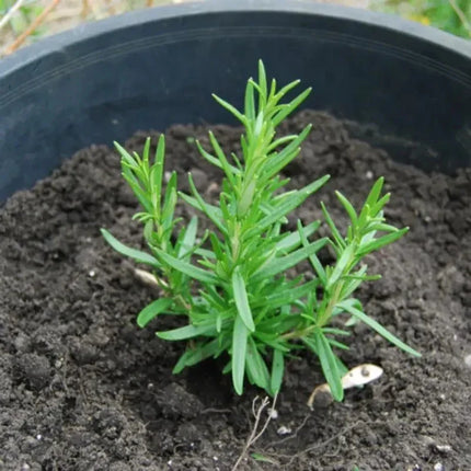 Rosemary Seeds – Rosmarinus Officinalis | Heirloom, NON-GMO Culinary Herb