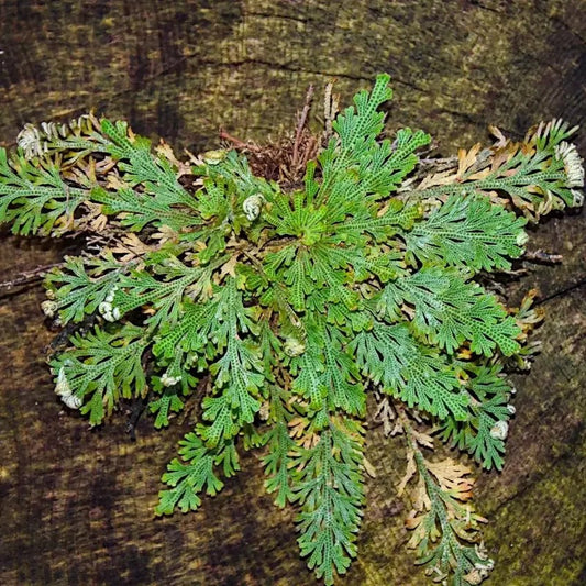Green leafy plant on a wooden surface