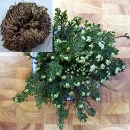 Collage of a dried plant ball and a fresh green plant on a checkered background